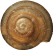 Euconulus fulvusALLMÄN KONSNÄCKA2,5 × 2,7 mm
